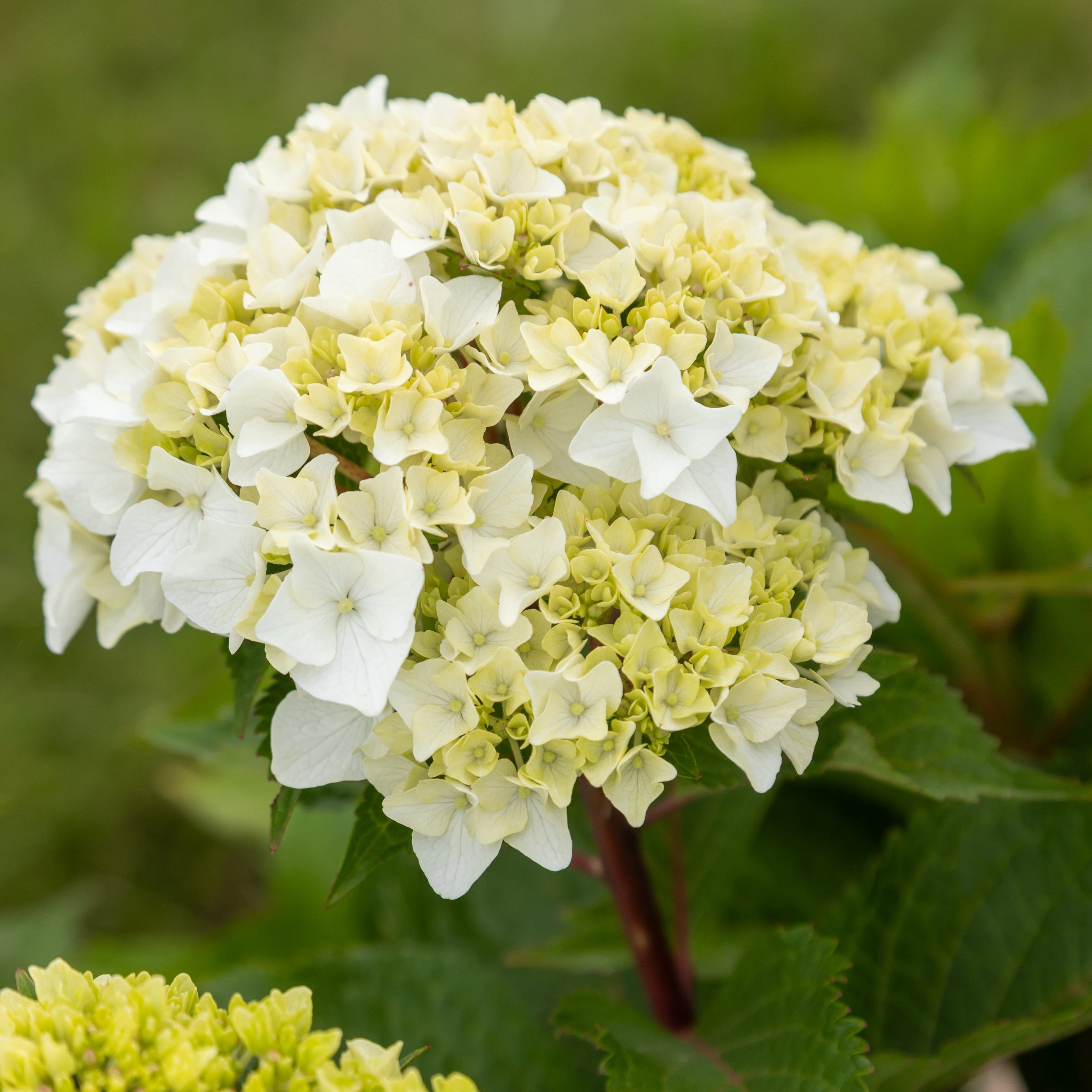 National Plant Network 3 gal. Hydrangea Endless Summer Dreamcloud