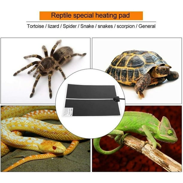 Thermostat Terrarium pour Reptiles - Serpents - Tortues - Lézards - Geckos