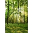 thumbnail image 2 of GreenDecor 5X7ft New Natural Forest Backdrop Photo Background Photography Backdrop Studio Photo Photography Backdrops, 2 of 5