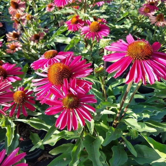 50 Kissmet Raspberry Coneflower Seeds – Echinacea Perennial Flower Seeds for Garden Beds & Pollinator Gardens – Heat & Drought Tolerant