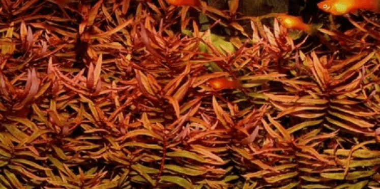 Ammania Gracilis Red Bunch Live Aquarium Plants – Freshwater Aquatic Stem Plant for Fish Tanks & Aquascaping