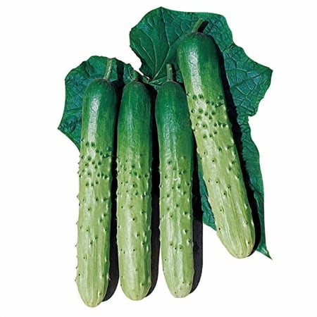 Cucumber Seeds - Asia Eun Cheon - Hybrid - 500 Mg Packet ~20 Seeds - Non-GMO F1 Hybrid - Asian Garden Vegetable