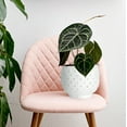 thumbnail image 2 of Creative Co-Op Distressed Terra Cotta Hobnail Planter, White, 2 of 5