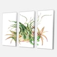 thumbnail image 3 of Designart ' Tropical Leaves Air Plant Succulent On White ' Farmhouse Canvas Wall Art Print, 3 of 3