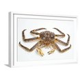 thumbnail image 1 of Red King Crab, Animals Scenic Framed Art Print Wall Art by David Nunuk Sold by Art.Com, 1 of 6