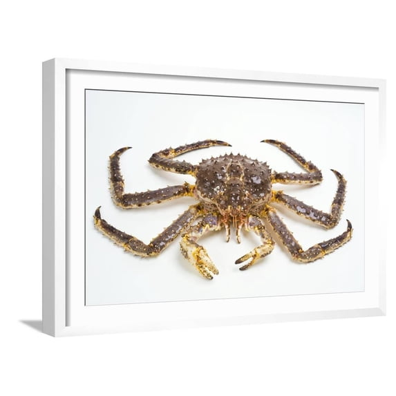 Red King Crab, Animals Scenic Framed Art Print Wall Art by David Nunuk Sold by Art.Com