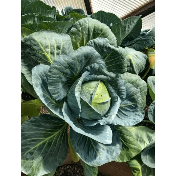 Set 3 Cabbage Plants Live for Planting, 4 Inch Pot, Cold Harrdy Cabbage Vegetable Plant for Indoor Outdoor Garden