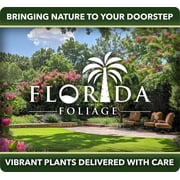Bamboo Golden Goddess | 3 Large Gallon Size Plant | Bambusa multiplex | Fast Growing Clumping Bamboo | Privacy Hedge Windbreak Landscapes Borders Beds Decorative Accent Outdoor Screening Garden Zone