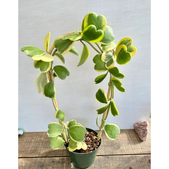 Variegated Hoya Kerri Live Plant in 4" Pot - Variegated Heart Plant - Sweetheart Plant - Rare Succulent - Houseplant