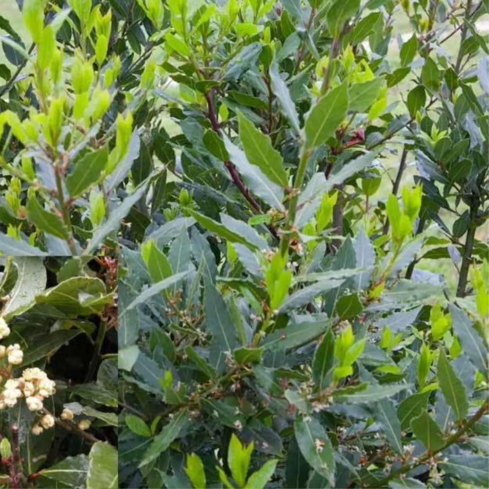 Bay Leaf Laurel Tree in Pot, 8-10'' Tall, Bay Laurus Nobilis Plant Live, Bay Leaf Laurel Live Plant, Fragrant Tree