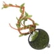 thumbnail image 2 of Accesorios para arañas saltarinas: Refugio para arañas saltarinas, tarántulas, escondites, accesorios con plantas artificiales, hojas y decoraciones para lagartos, dragones barbudos., 2 of 6