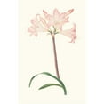 thumbnail image 3 of Priscilla Susan Bury 11x14 Black Modern Framed Museum Art Print Titled - Amaryllis Belladonna (1834), 3 of 5