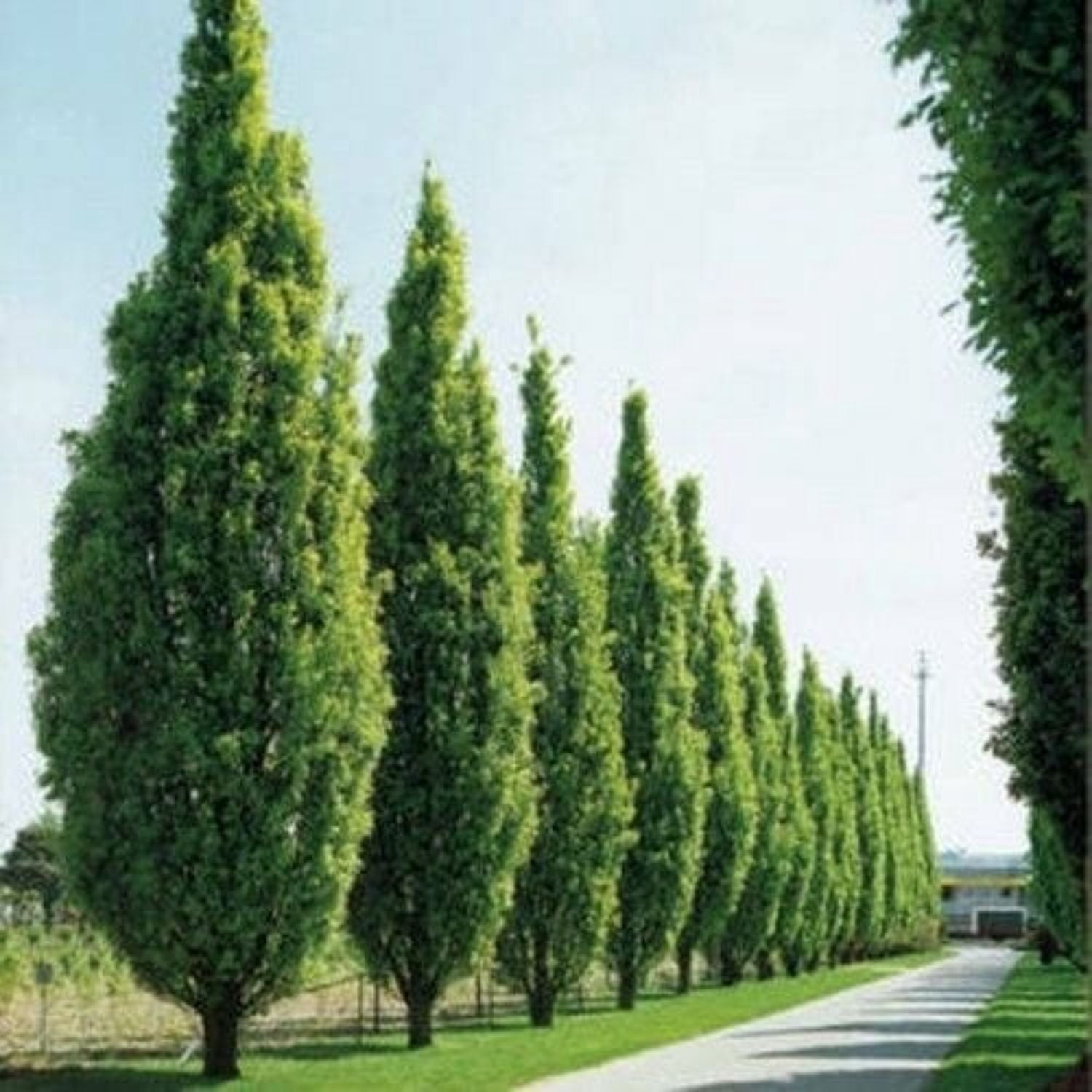 Expert Gardener 2-3' Oak Green Pillar® Live Tree in 1 gal. Grower Pot