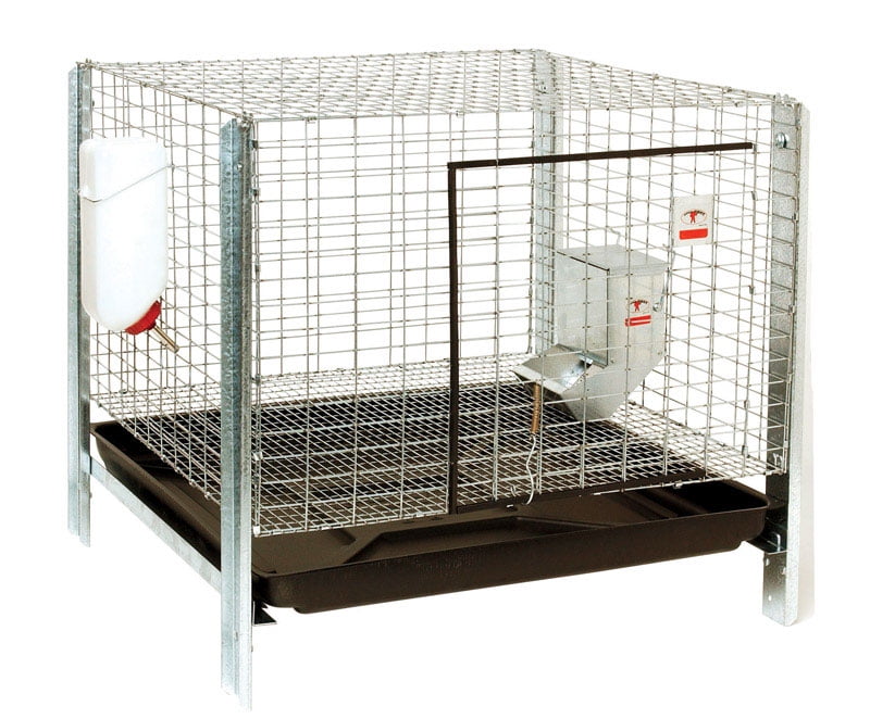 Dumor rabbit tray sales