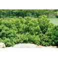 thumbnail image 3 of Wax Myrtle Don's Dwarf I 10 Live Plants I Myrica Cerifera  Compact Evergreen Shrub with Aromatic Foliage, Ideal for Small Spaces, Hedges, & Landscape Accents, 3 of 8