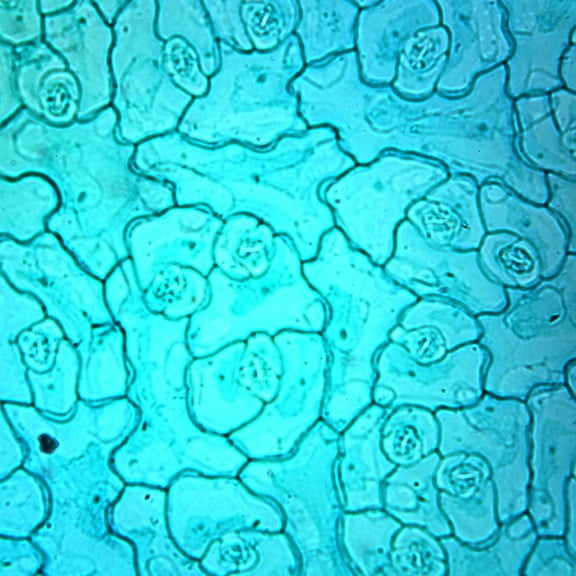 Dicot Leaf Epidermis, W.M. Microscope Slide