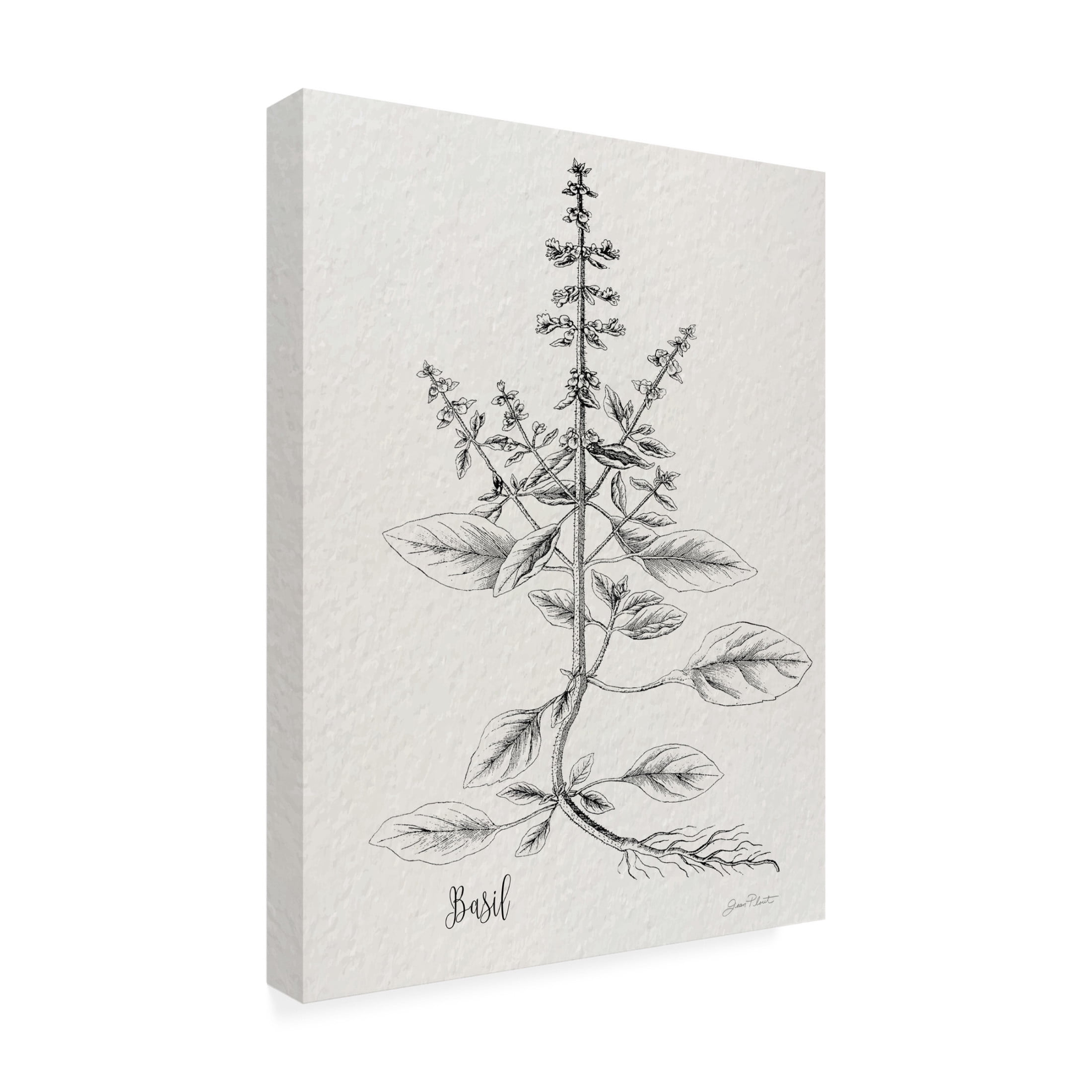 Canvas Wall Art - Jean Plout 'Botanical Studies on Paper D' Wall Art for Living Room, Bedroom, or Office Décor by Trademark Fine Art - 14 x 19 Inches