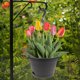 thumbnail image 4 of WEUVEB 2Ud Macetero De Pared Colgante Negro Con Gancho Para Plantas Suculentas Y En, 4 of 8