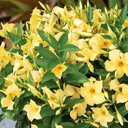 Sunbeam Summer Trumpet Vine Plant Live Ready to Plant