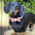 thumbnail image 5 of Didog Soft Leather Dog Cat Collar with cute Bow Tie Luxury Adjustable for Small Medium Large Dogs Red/Blue/Pink/Brown XS/M/L/XL, 5 of 6