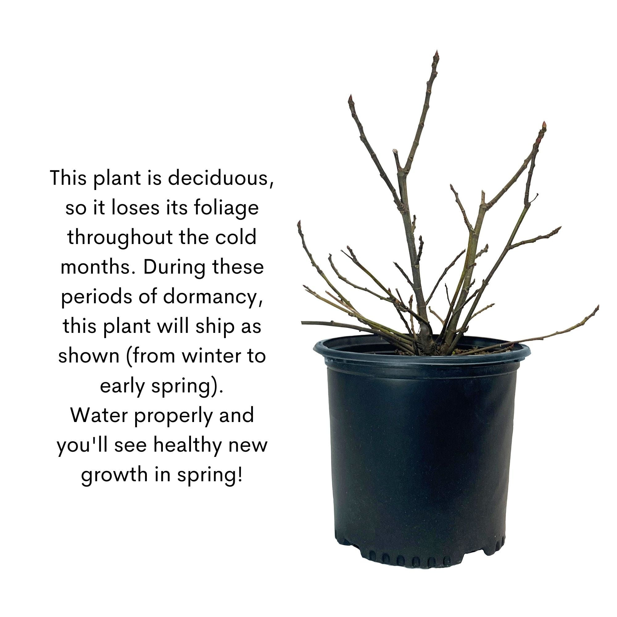 Expert Gardener Black Mission Fig Live Shrub in Grower Pot