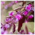 thumbnail image 2 of Everwilde Farms - 1 oz Purple Moonshadow Garden Flower Seeds - Gold Vault Bulk Seed Packet, 2 of 3