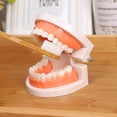 thumbnail image 3 of 1 Ensemble Modèle de Soin des Dents Modèle de Brossage des Dents Modèle Éducatif pour Enfants, 3 of 9