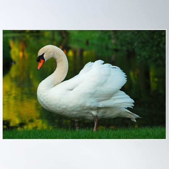 Swan Poster Wall Art, Modern Wall Decor For Living Room Bedroom, 8x12 UNFRAMED