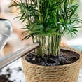 thumbnail image 5 of EZPXFCI Basket Planter Seagrass Containers, Hand Woven Wicker Cover Storage Stylish Plastic Liners Straw Flower Jute Pots Perfect for Outdoor Indoor Use Mums Front Porch Tree Room Decoration, 5 of 6