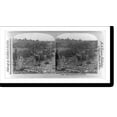 thumbnail image 2 of Historic Framed Print, Cuba. Soldiers graves at San Juan Hill, 17-7/8" x 21-7/8", 2 of 9