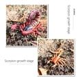 thumbnail image 4 of Juego de juguetes de ciclo de vida Vogacara escorpión FN010093-02, 4 of 6