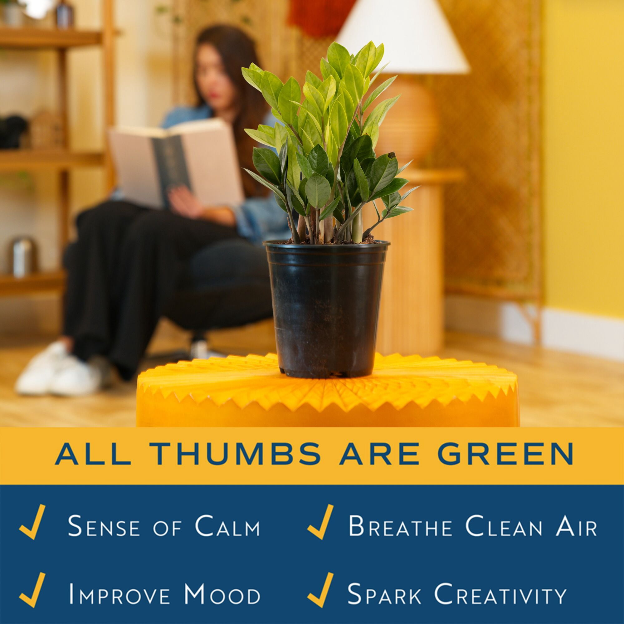 Costa Farms Live Indoor 12in. Tall Green ZZ Plant; Medium, Indirect Light Plant in 6in. Grower Pot