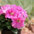thumbnail image 4 of Altman Plants Pink Petunia Flowers Live Plants in 4" Pots (4 Count) Part Sun, 4 of 13