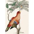 thumbnail image 3 of Ehret-De Bevere 11x14 Black Modern Framed Museum Art Print Titled - Palm/Lory Parrot, 3 of 5