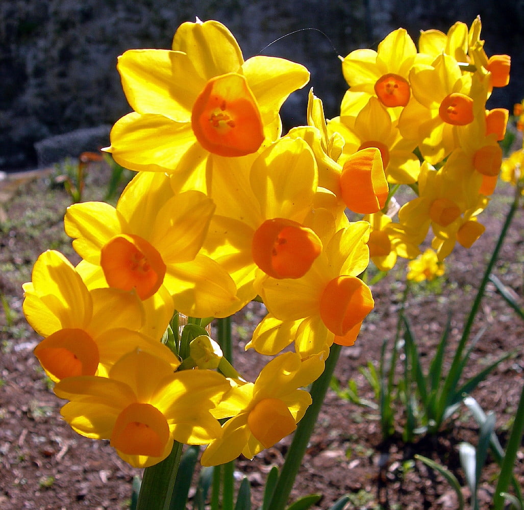 Red Ranger Large Cupped Daffodil 8 Bulbs 14/16 cm Bulbs
