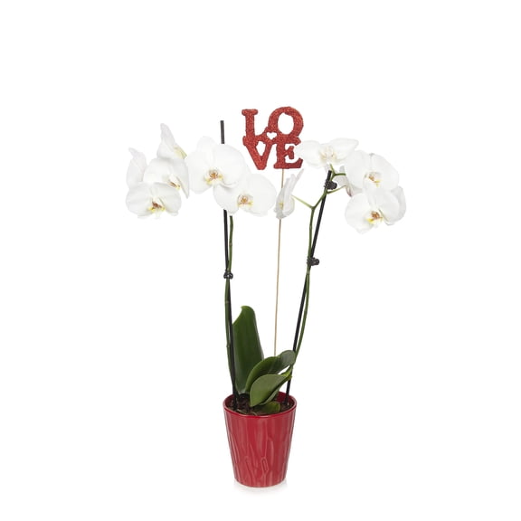 Just Add Ice 30" White Phalaenopsis Live Plant Pot