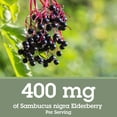 thumbnail image 2 of (Pack Of 3) Quantum Elderberry Extract 2 Oz, 2 of 8