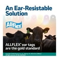 thumbnail image 3 of Allflex Global Maxi Blank Cattle Ear Tags 25 Count Orange, 3 of 4