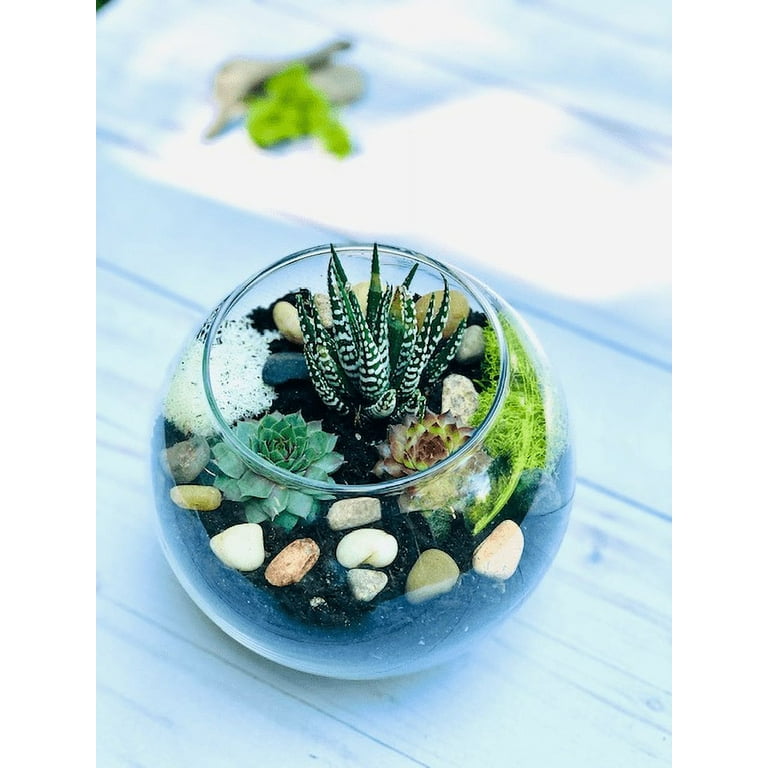 Happy Birthday Gift set, Succulent gift box, Friend Gift Box, Cactus Spa  Gift, birthday gift for friend - Birthday Care Package - Walmart.com