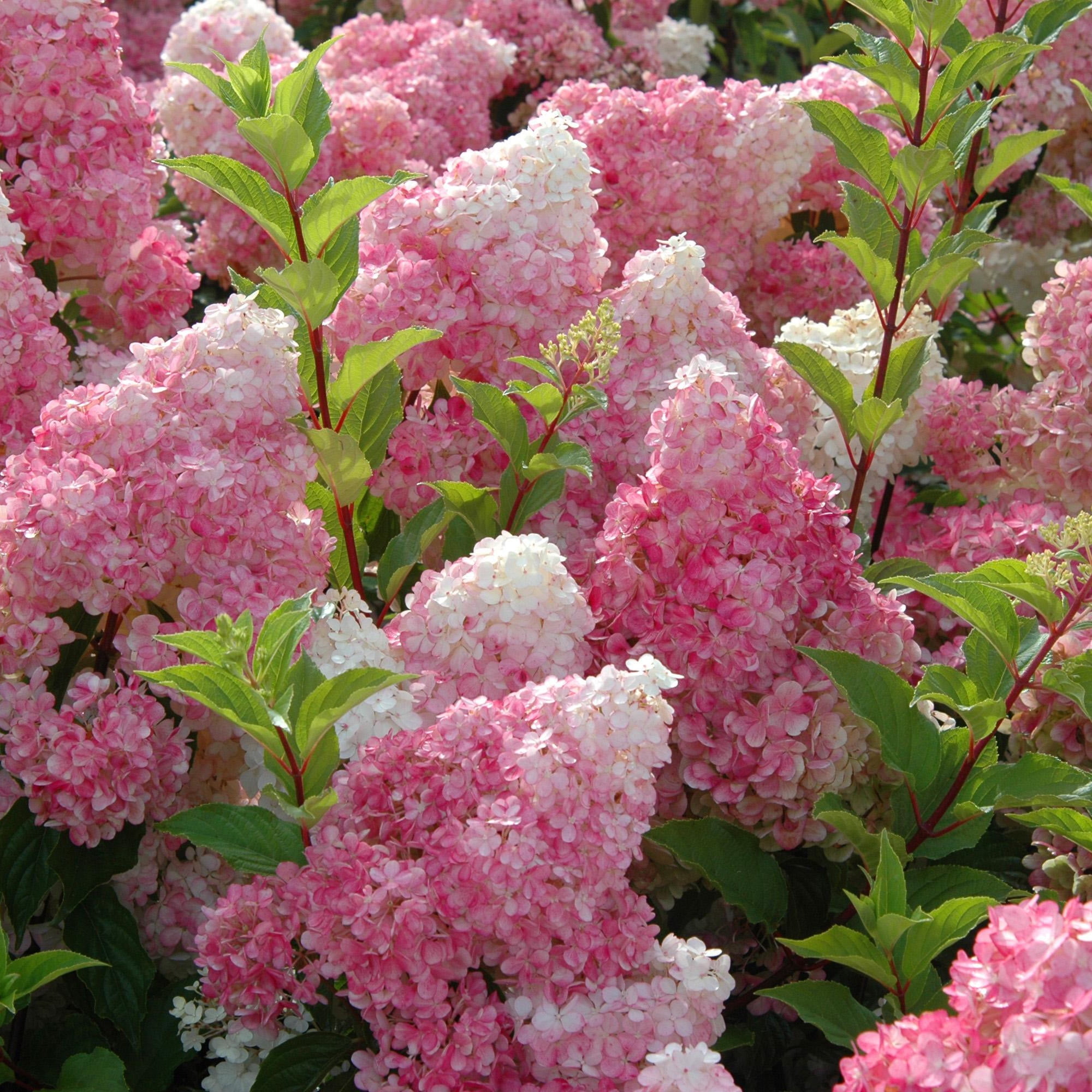 First Editions Hydrangea Vanilla Strawberry Live Shrub in 3-Gallon Grower Pot