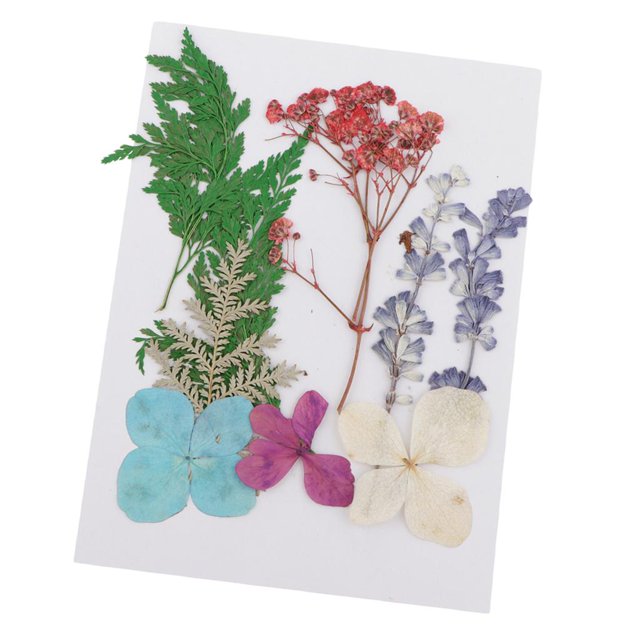 Hojas Prensas Flores Secas Zulema 25x Mixtas para DIY