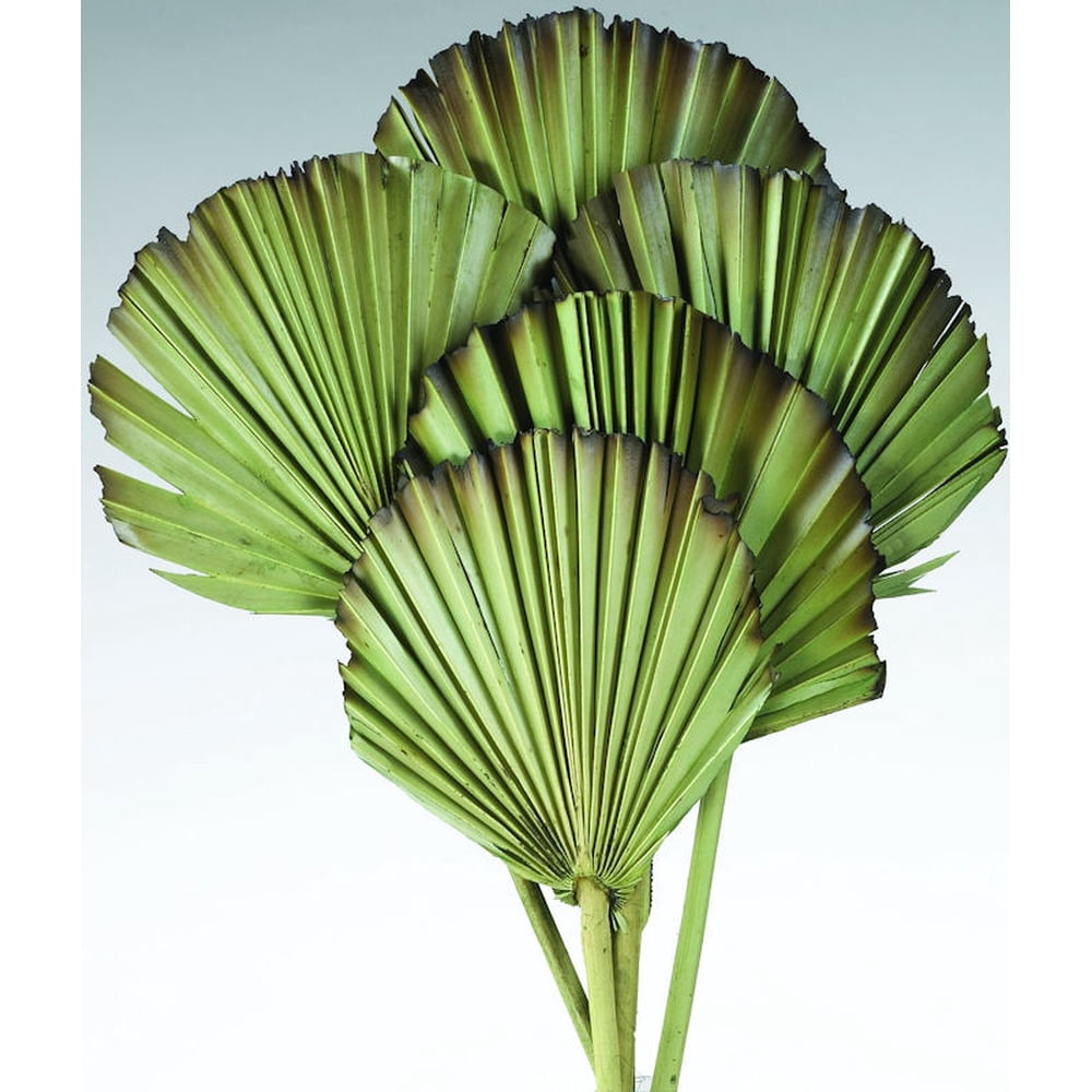Dried Sun Palm Leaf Fans 5in. x 20in. , 5 pieces per bunch Single