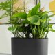 thumbnail image 5 of 4 indicadores de nivel de agua para jardinería, medidor de escasez de agua para plantas en macetas., 5 of 7