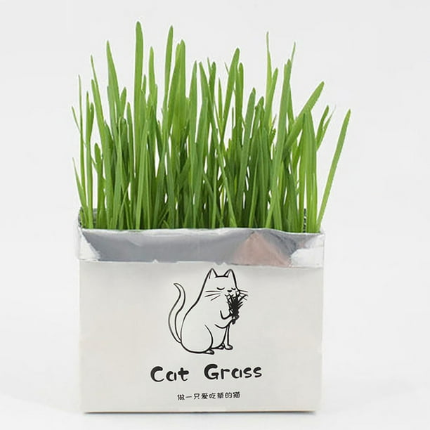 Graine hydroponique sans sol d'herbe de chat pour animaux de