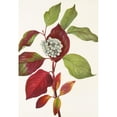 thumbnail image 3 of Mary Vaux Walcott 11x14 Black Modern Framed Museum Art Print Titled - Red-Osier Dogwood. (Cornus Stolonifera) (1925), 3 of 5