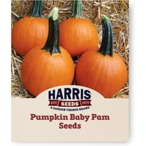 Harris Seeds - Pumpkin Baby Pam Variety Dark Orange Fruit Seeds - Treated Variety - 1 Oz