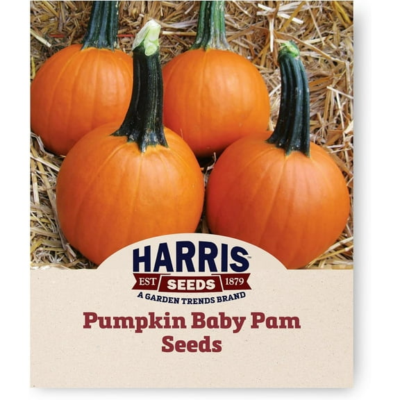Harris Seeds - Pumpkin Baby Pam Variety Dark Orange Fruit Seeds - Treated Variety - 1 Oz
