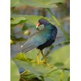 thumbnail image 2 of Pryor, Maresa 14x18 Black Ornate Wood Framed with Double Matting Museum Art Print Titled - Purple gallinule-Arthur R Marshall Loxahatchee National Wildlife Refuge-Marsh Trail-Florida, 2 of 4
