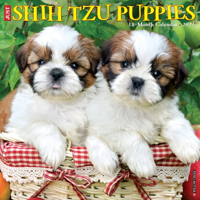 shih tzu puppies under $200