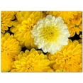 thumbnail image 1 of Flower Photo Ceramic Tile Mural Kitchen Backsplash Bathroom Shower 404806-M43, 1 of 3